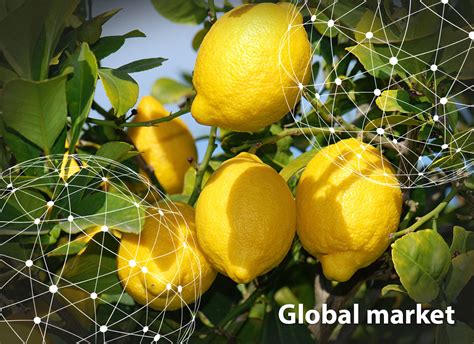 Israel Fresh Lemon market overview 2022 .